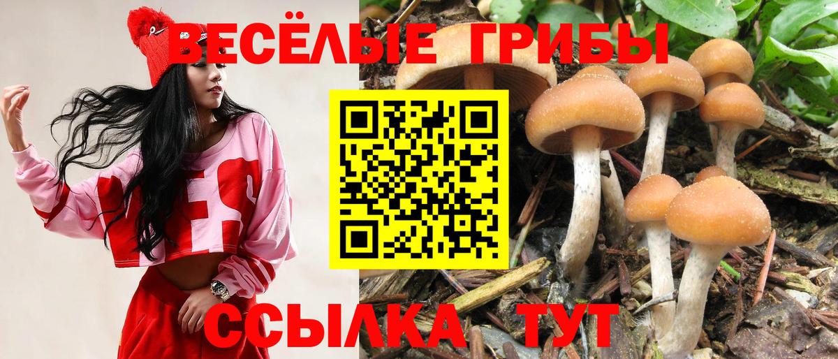 Ачхой-Мартан  что такое наркотик  Вход с VPN  Псилоцибиновые грибы Psilocybe 